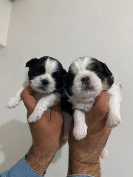 Regalo cuccioli Shih Tzu  | Foto 0