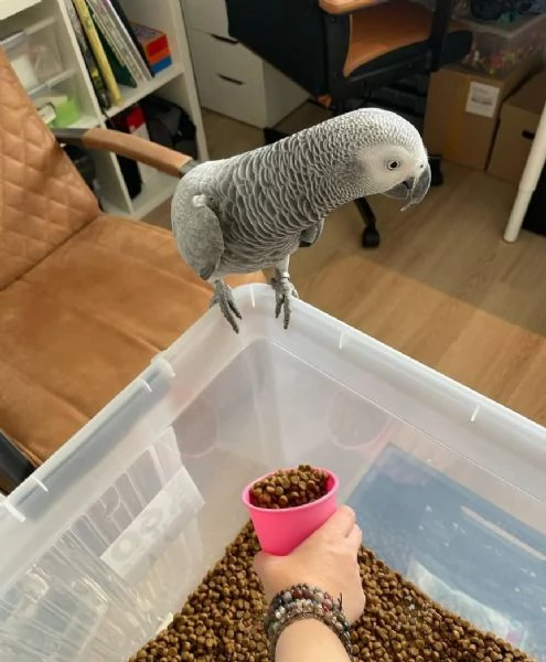Male African grey parrot