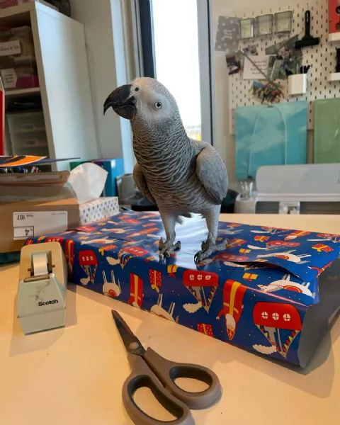 Male African grey parrot