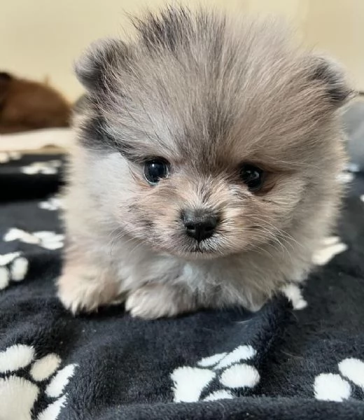 Cuccioli di Pomerania Volpino molto carinissimi | Foto 3