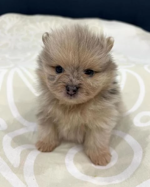 Cuccioli di Pomerania Volpino molto carinissimi | Foto 0