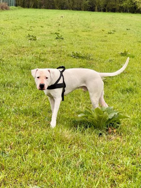 PACO DOGO ARGENTINO CERCA CASA | Foto 1