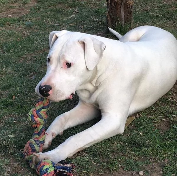 PACO DOGO ARGENTINO CERCA CASA | Foto 0