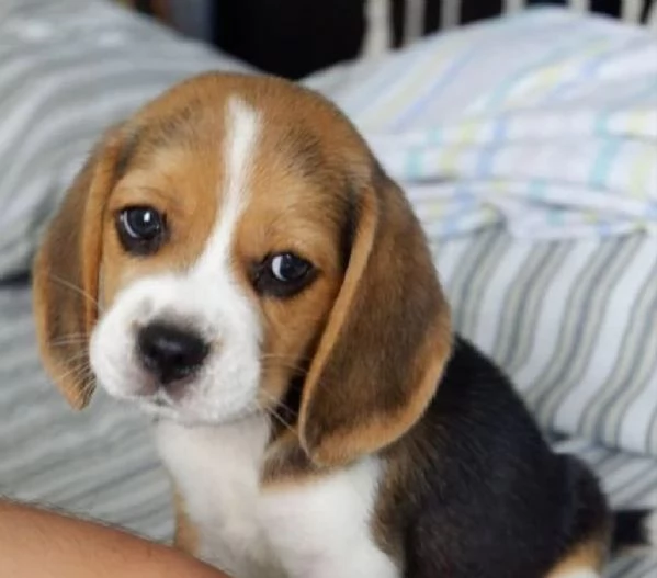 Regalo cuccioli di Beagle cuccioli di Beagle  ancora disponibili un maschio e una femmina  I cucci