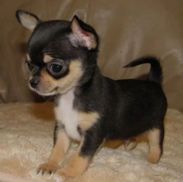 Regalo cuccioli di chihuahua Mini toy cuccioli di chihuahua mini toy  ancora disponibili un maschio