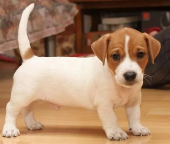 Regalo CUCCIOLI DI RAZZA PURA JACK RUSSEL Tutti i documenti sono disponibili di contattarci per ult