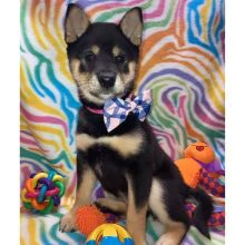  REGALO Cuccioli Shiba Inu cuccioli Shiba Inu maschio e femmina disponibile Tutti i documenti sono 