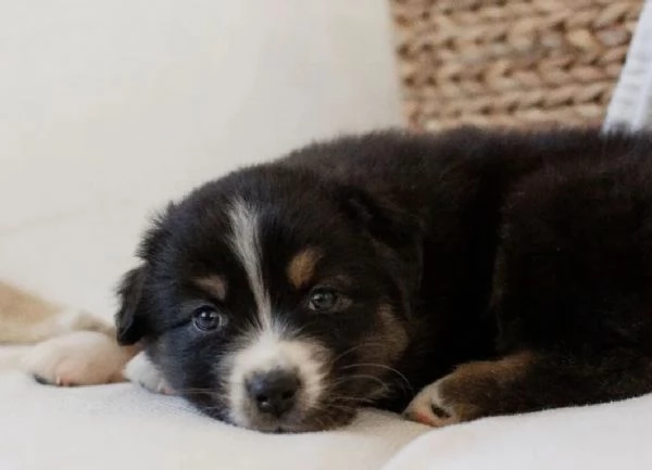 Regalo adorabili cuccioli san bernardo femminucce e maschietti gratuita i cuccioli sono vaccinati sv