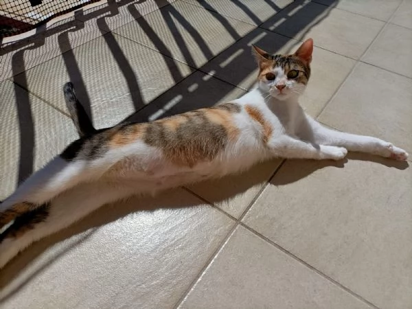 Carlotta gattina tricolore | Foto 4