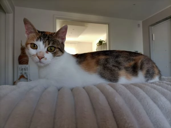 Carlotta gattina tricolore | Foto 3