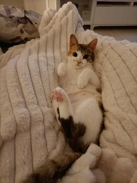 Carlotta gattina tricolore