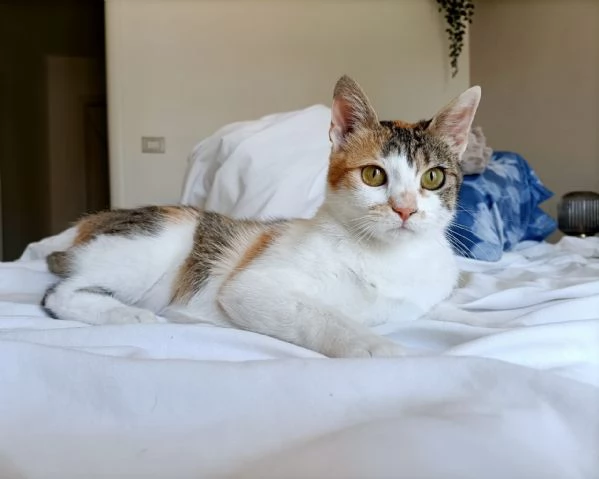 Carlotta gattina tricolore | Foto 1