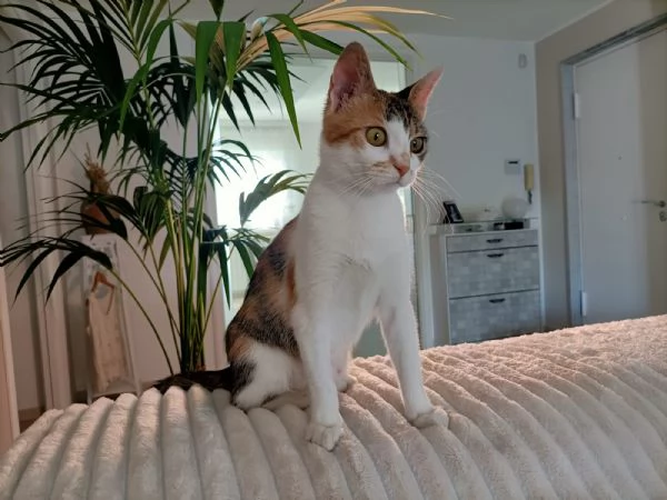 Carlotta gattina tricolore | Foto 0