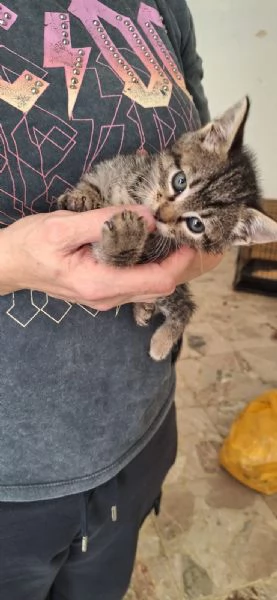Saetta gattino tigrato | Foto 1