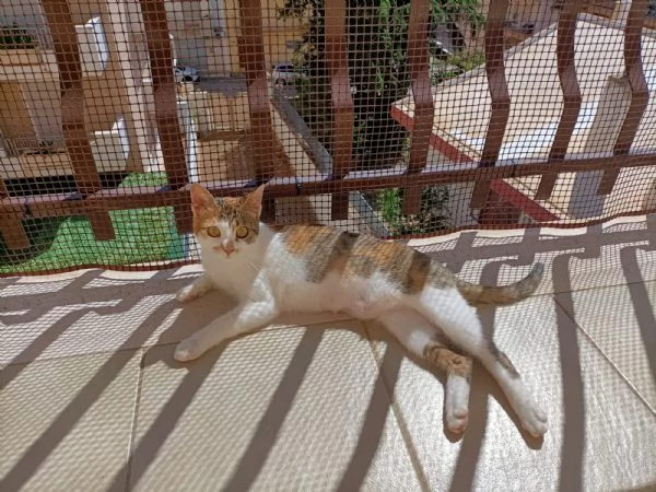 Carlotta gattina calic  | Foto 4
