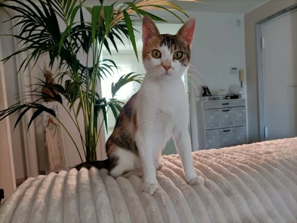 Carlotta gattina calic 