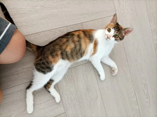 Carlotta gattina tricolore