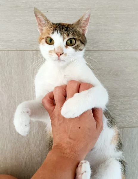 Carlotta gattina tricolore | Foto 0