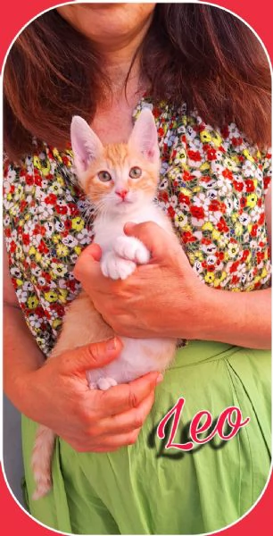 Leo gattino dallindole affettuosa | Foto 1