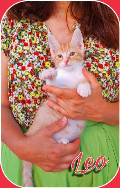 Leo gattino dallindole affettuosa | Foto 0