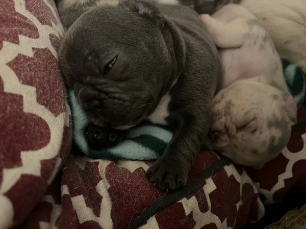 Cuccioli bulldog francese esotico 