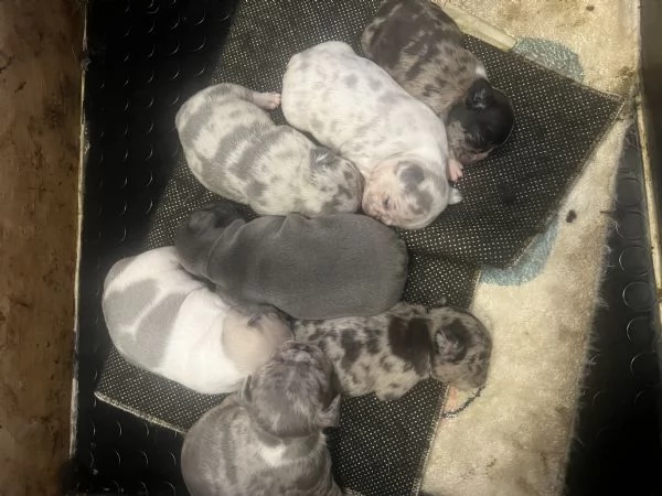 Cuccioli bulldog francese esotico  | Foto 1