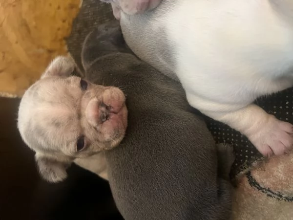 Cuccioli bulldog francese esotico  | Foto 0