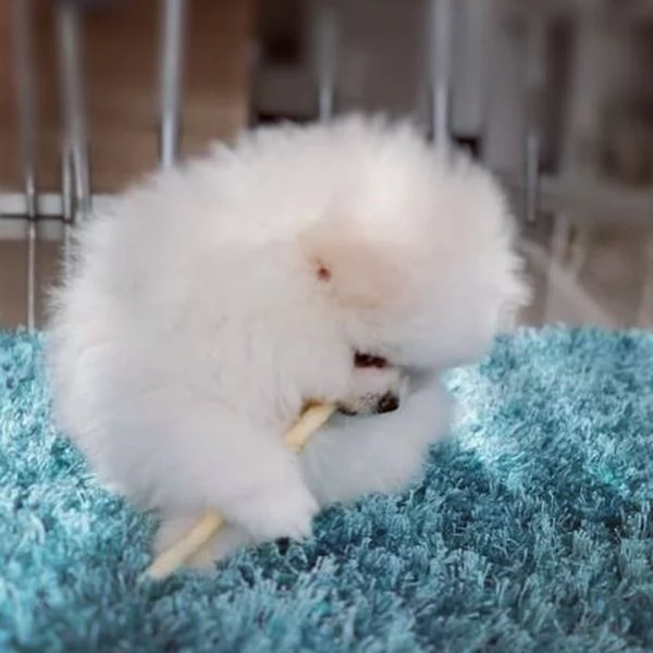 Cucciolo di Pomerania Volpino