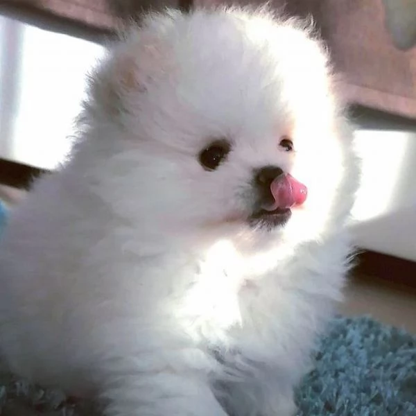 Cucciolo di Pomerania Volpino | Foto 3