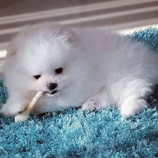Cucciolo di Pomerania Volpino | Foto 2