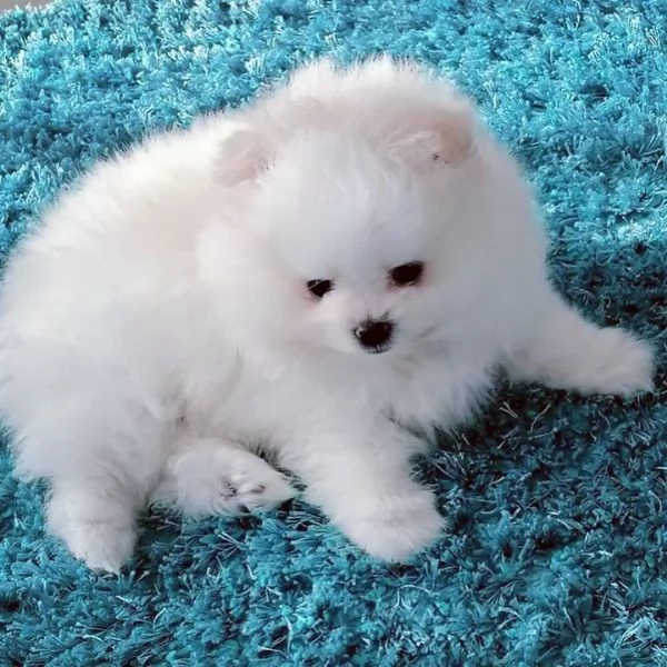 Cucciolo di Pomerania Volpino | Foto 1
