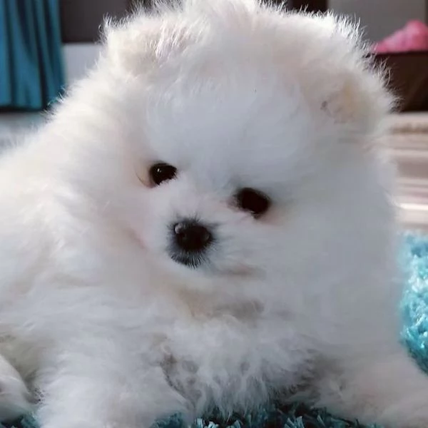Cucciolo di Pomerania Volpino | Foto 0