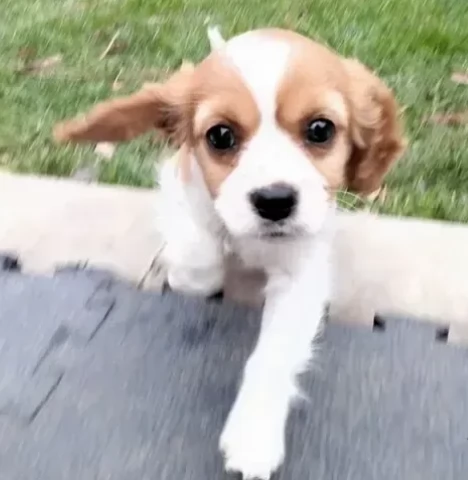 Eccezionali cuccioli di cavalier king