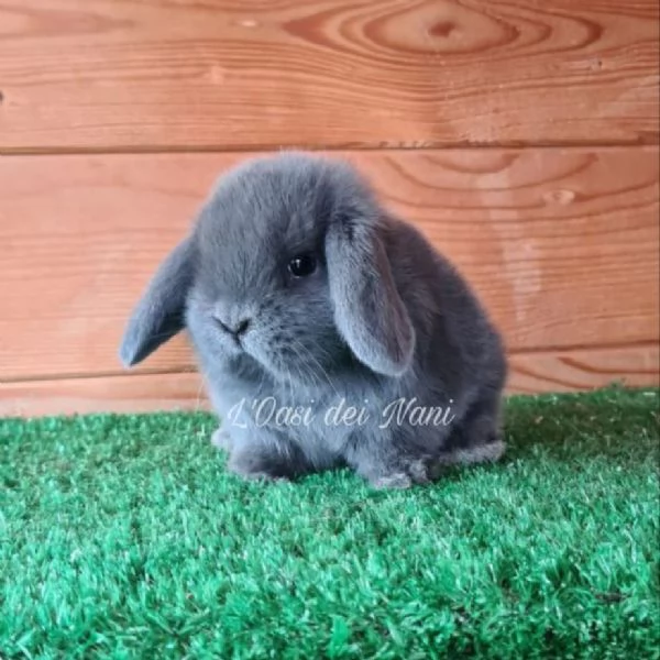 Cuccioli di coniglio di razza Ariete Nano Blu  | Foto 4