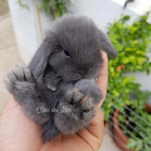 Cuccioli di coniglio di razza Ariete Nano Blu  | Foto 3
