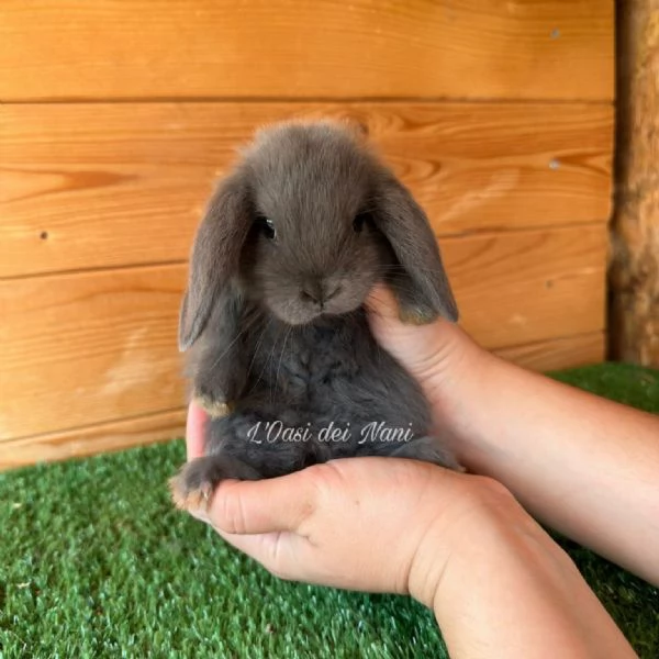 Cuccioli di coniglio di razza Ariete Nano Blu  | Foto 2