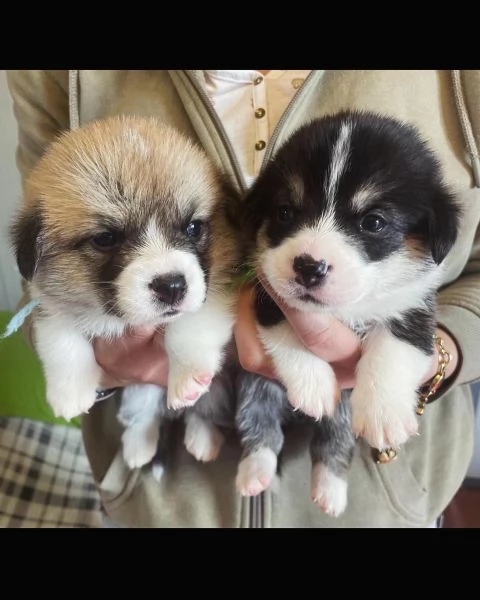 Welsh corgi Pembroke 