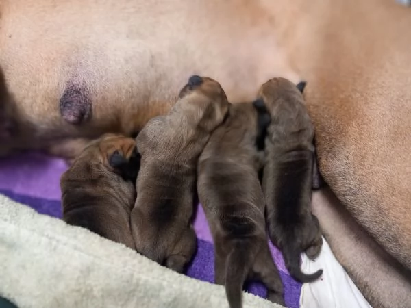 Cuccioli di Alano Fulvo | Foto 0