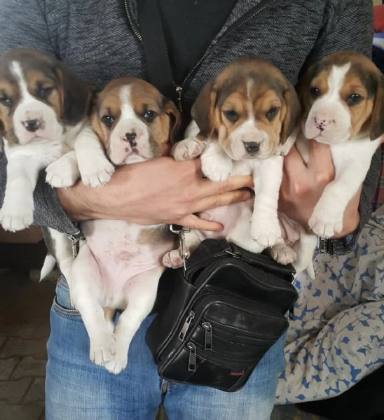 Regalo cuccioli beagle whAtsapp hidden55  | Foto 1