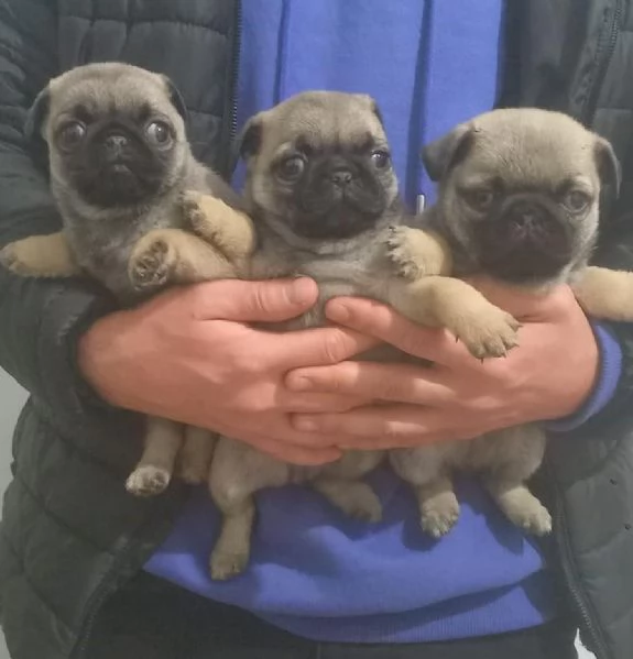 Regalo cuccioli di carlino whAtsapp hidden55 