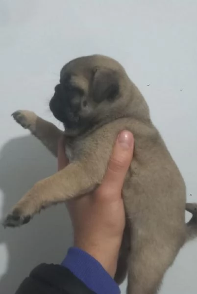 Regalo cuccioli di carlino whAtsapp hidden55  | Foto 2
