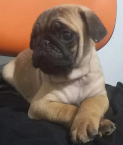 Regalo cuccioli di carlino whAtsapp hidden55  | Foto 1