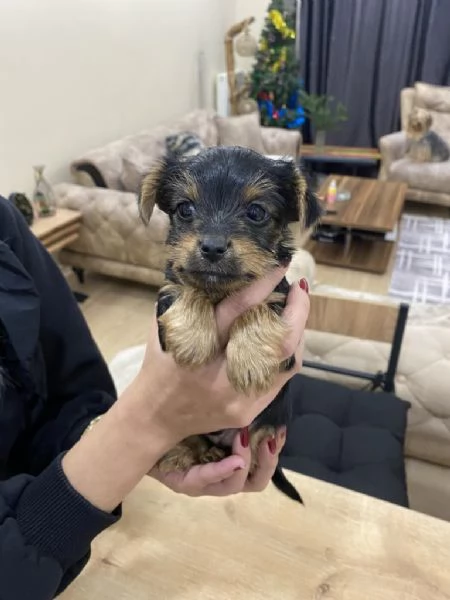 Regalo cuccioli di yorkie whAtsapp hidden55