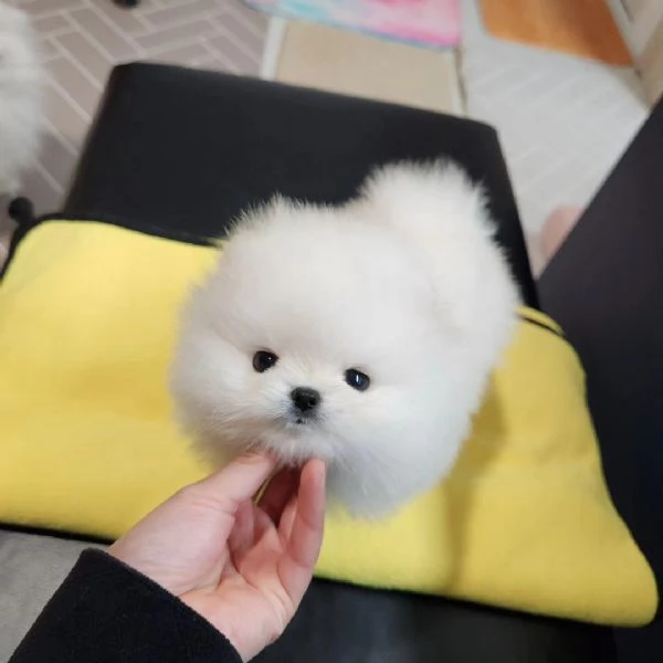 Bellissimo e sano cucciolo di Pomerania Volpino