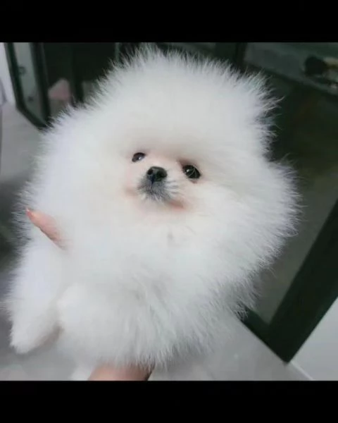 Bellissimo e sano cucciolo di Pomerania Volpino | Foto 2