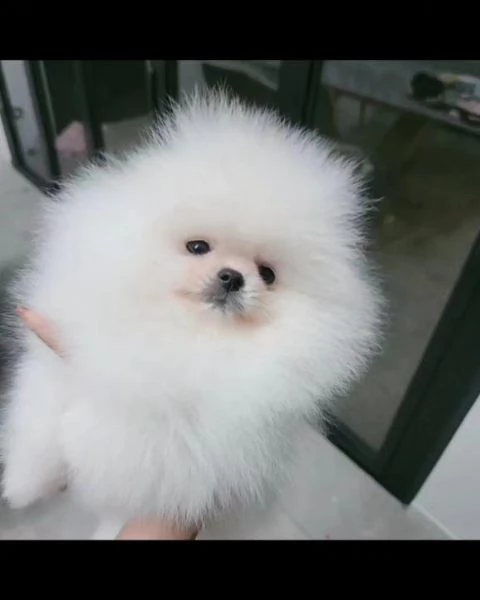 Bellissimo e sano cucciolo di Pomerania Volpino | Foto 1