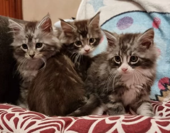 Cuccioli maine coon