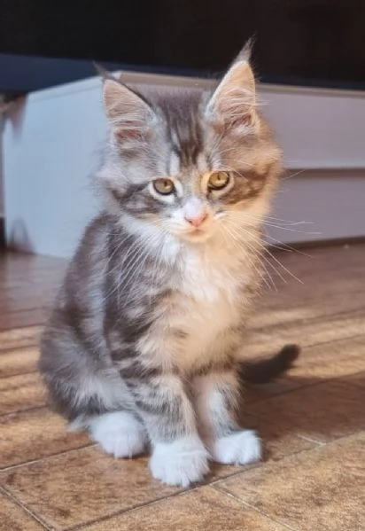 Cuccioli maine coon | Foto 4