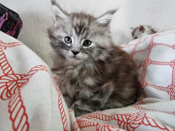 Cuccioli maine coon | Foto 1