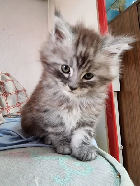 Cuccioli maine coon | Foto 0